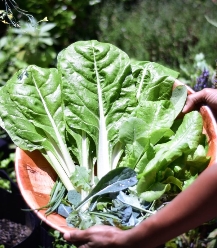 WhatsApp Image 2021-05-21 at 6.17.21 PM