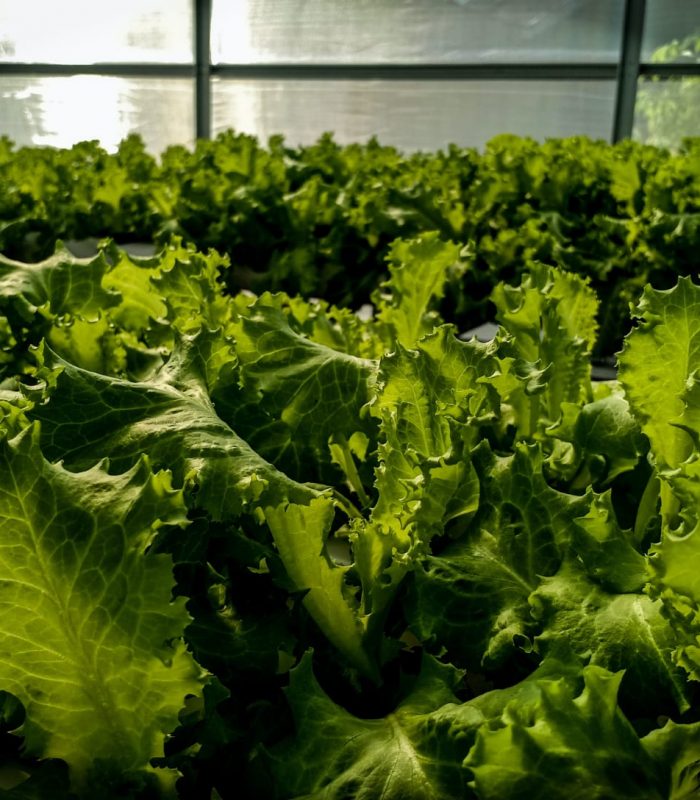 WhatsApp Image 2021-05-21 at 6.17.23 PM (1)